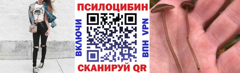наркошоп  Кинешма  Псилоцибиновые грибы GOLDEN TEACHER 